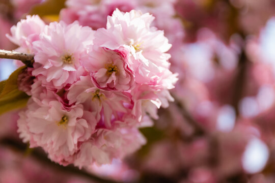 macro photo of blossoming pink flowers of cherry tree.