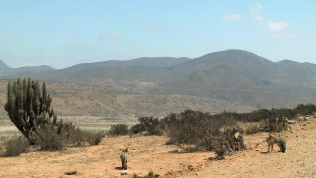 Andean Foxes In The Desert Landscape Of Atacama In Northern Chile. wide
