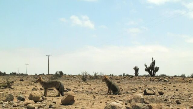 Culpeo Foxes Sitting And Standing In The Atacama Desert In Chile. wide