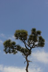 pine tree against sky