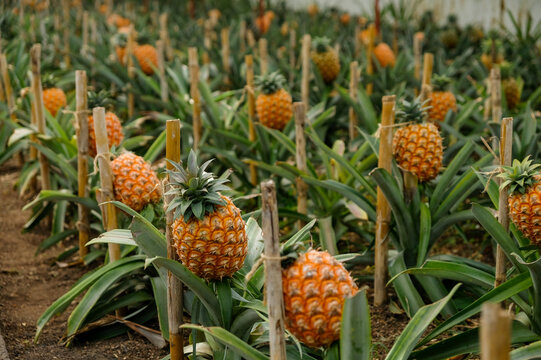 Pineapple fruits in a traditional Azorean greenhouse plantation at São Miguel Island in The Azores