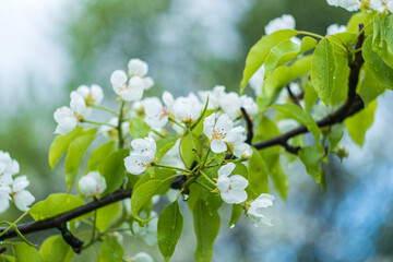 Naklejka premium white flowers of a blooming apple tree on a branch with green leaves and drops after rain