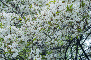 white flowers of cherry blossoms on tree branches