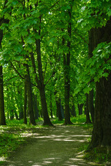 green maples in the park and path