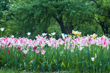 blooming tulips against the background of green trees