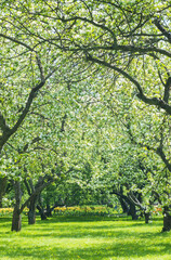 blooming apple trees in spring in the garden