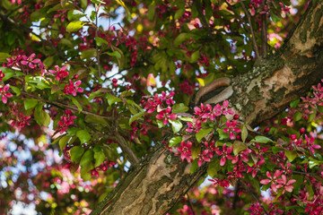 purple flowers of a blooming apple tree on a branch with green leaves