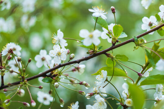 white flowers of cherry blossoms on a branch with green leaves and drops after rain