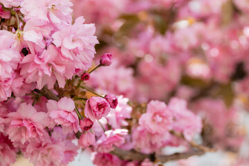 close up view of pink flowers on branches of japanese cherry tree.