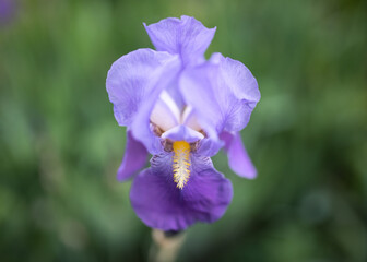 flowers iris
