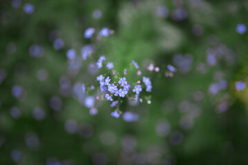 Brunnera flower