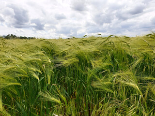 Nahaufnahme junge Gerste auf dem Feld