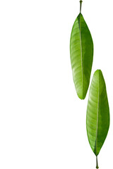 green leaves and isolated on background clipingpart