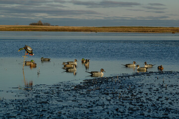A spread of decoys on the shore of a lake. 