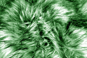 Animal fur close up in green tone.