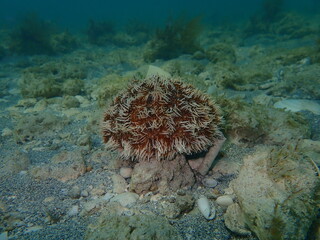 Naklejka na ściany i meble White sea urchin or West Indian sea egg (Tripneustes ventricosus) undersea, Atlantic Ocean, Cuba, Varadero