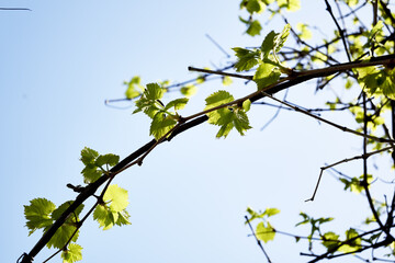 young budding leaves of grapes in the garden in spring