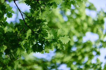Fresh green leaves of the oak tree against a sunny cloudless sky