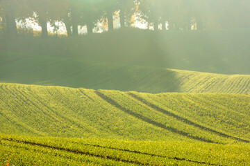 Morning fields.