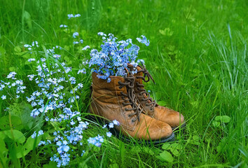 bouquet of wild blue flowers in old leather shoes on meadow close up, green natural abstract...