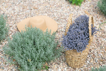 a full basket of provence lavender 