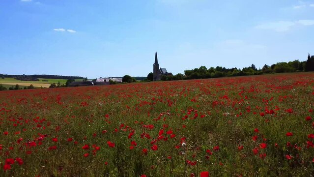 Red Poppy Field in summer countryside with a church in France 