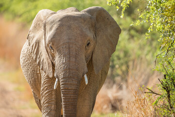 Naklejka premium Elephant walking in the bush