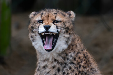 Le sourir du guépard