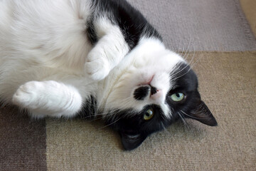 Black and white cat upside down on the rug at home. Happy tabby cat laying on its back in a house. Cute pet looking at the camera.