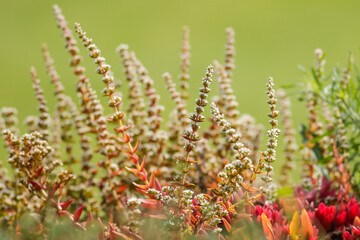 Flowers in a park