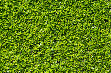 Green shrub hedge, fresh green leaves for natural vegetation background.