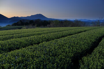 Fototapeta na wymiar 鳥取県の伯耆大山の日の出と茶畑