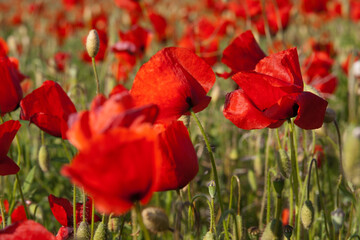 Red Poppy Field - Provence