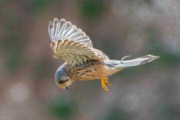 Male common kestrel (Falco tinnunculus) hovering on the Yorkshire coast, UK. Beautiful British bird of prey hunting.