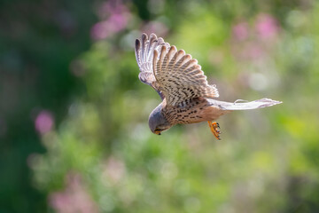 Male common kestrel (Falco tinnunculus) hovers by the cliffs, Flamborough, Yorkshire.