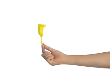 Woman hand holding a yellow Allamanda flowers isolated on  white background.