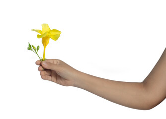 Woman hand holding a yellow Allamanda flowers isolated on  white background.