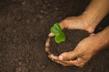 Plant in hand. Living green plant sprout with leaves and soil in the hands of a person planting it in the ground. nature concept.