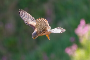 Male common kestrel (Falco tinnunculus) hunting on the Yorkshire coast, UK. Beautiful bird of prey portrait.