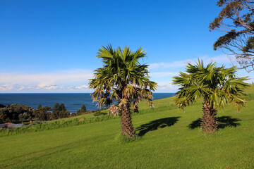 Palm Trees, Landscape Photography