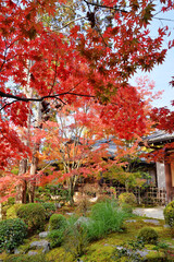 Naklejka premium 天授庵の紅葉