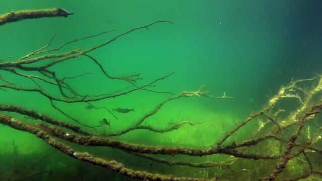 Common roaches (Rutilus rutilus) swimming between the branches of sunken tree in bottom of a lake in Estonia.
