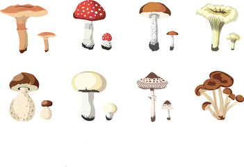  Autumn Mushrooms Compositions  isolated Vector illustration on white background.