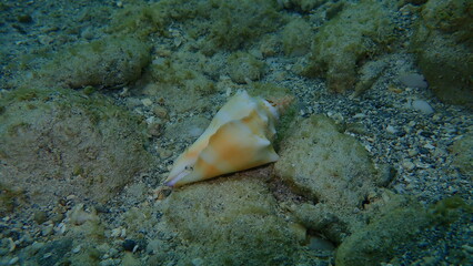 Fototapeta na wymiar Sea snail Florida fighting conch (Strombus alatus) on the Atlantic Ocean bottom, Cuba, Varadero