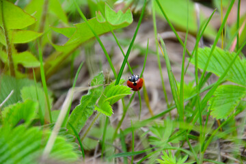 ladybug crawling in green grass, close-up