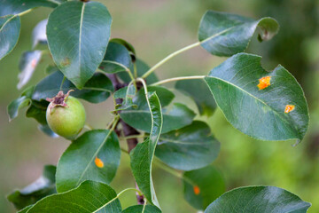 Fresh Pear tree leaves with Gymnosporangium sabinae or fuscum infestation. European Pear Rust is fungal pathogen, disease of pears causing orange-brown spots, gelatinous mass on the upper leaf surface