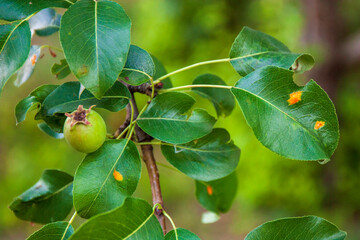 Fresh Pear tree leaves with Gymnosporangium sabinae or fuscum infestation. European Pear Rust is...