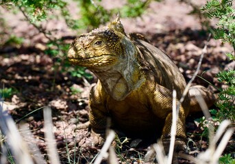 Iguana terrestre color amarillo galápagos
