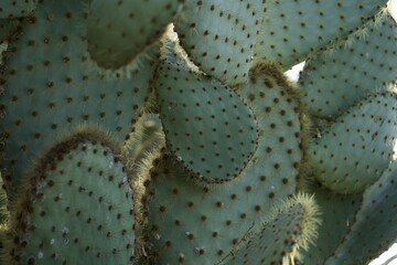 hojas de cactus