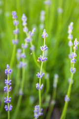 Lavender's blooming, flowers start to bloom, close up photo